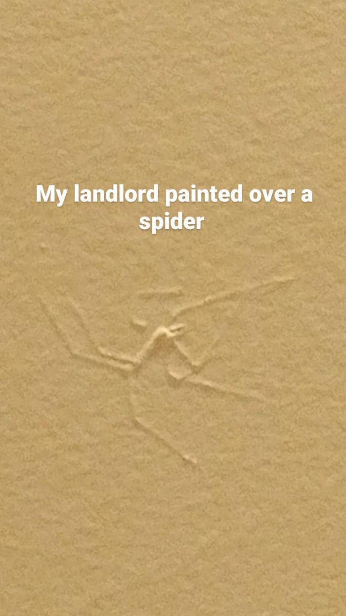 27. The landlord who decided to give that spider a nice painting