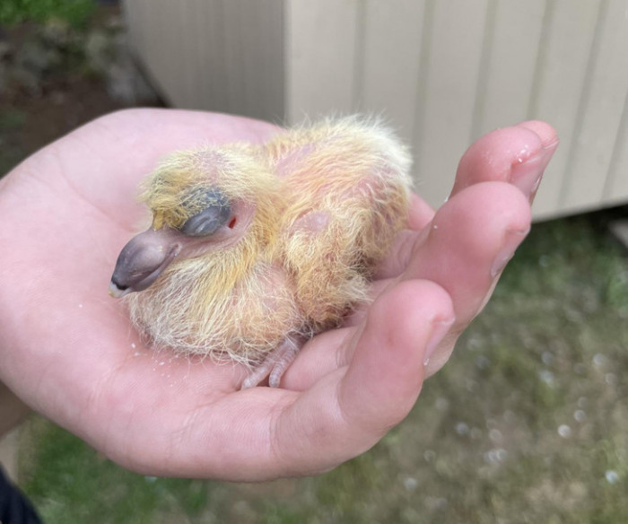 18. Newborn pigeons look so different compared to adult birds.