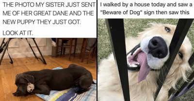 A Variety Of Wholesome Doggo Memes Sure To Spread Some Delight And Joy (32 Images)