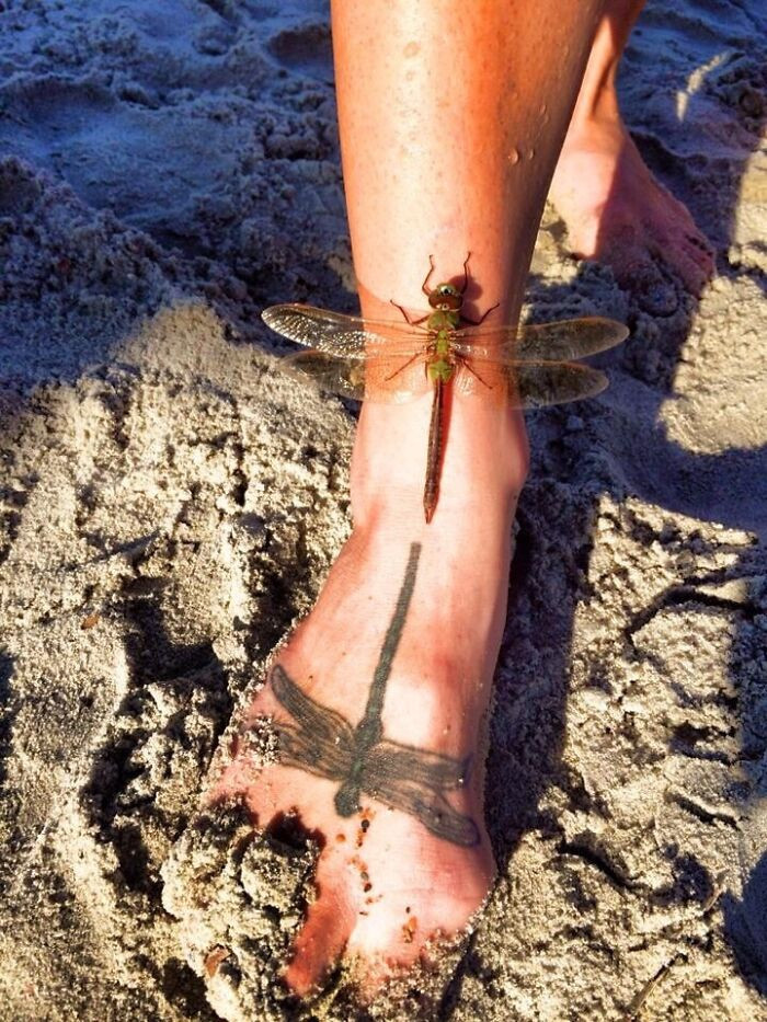 16. A Dragon Fly Landed On My Friends Foot And Mirrored Its Own Tattoo