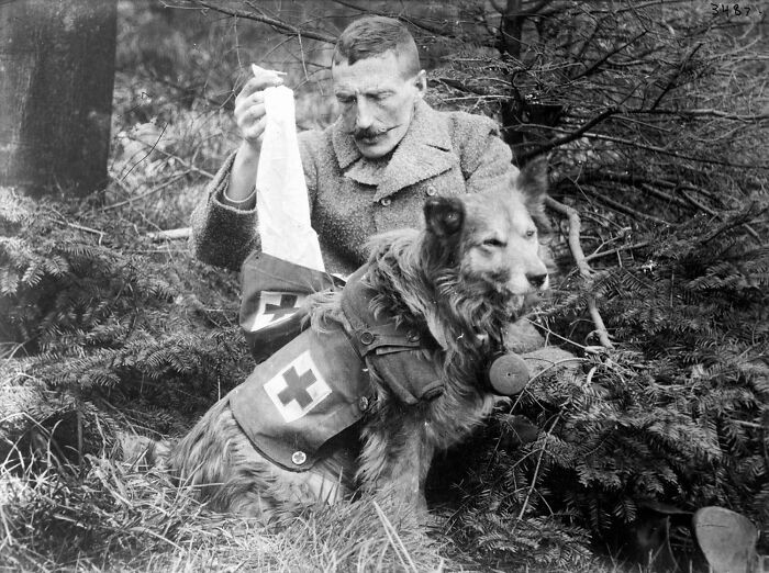 "Bandages Retrieved From The Kit Of A British Dog, 1915"
