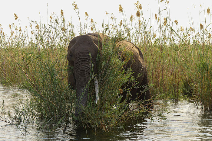 Elephant grass, native to Africa, is named for its ability to grow up to 4.5 meters tall, making it tall enough to hide an elephant.