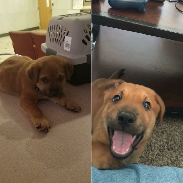 "Penny The Night We Got Her. Someone Turned Her Into My Precinct After She Was Abandoned In Sub Freezing Temps. Penny Today Being Smiley About Her New Home"