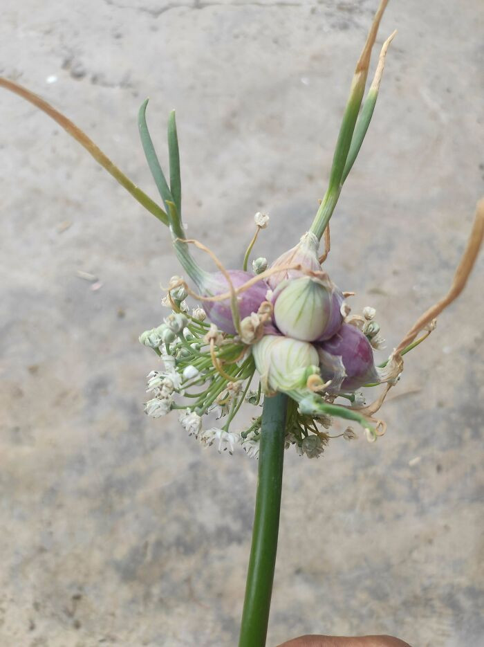 14. This Strange Thing In My Onion Field