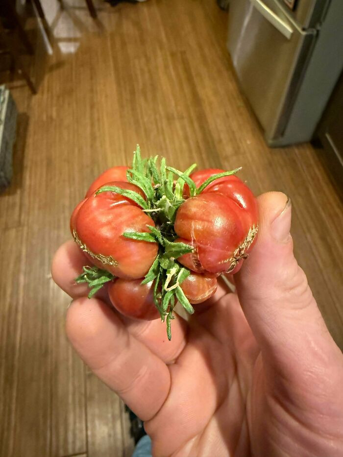 "The Ugliest Horror Show Of A Tomato I’ve Ever Seen"