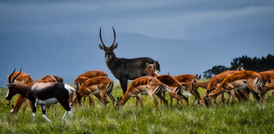 Rarest Animals in the World: Species Hanging On by a Thread