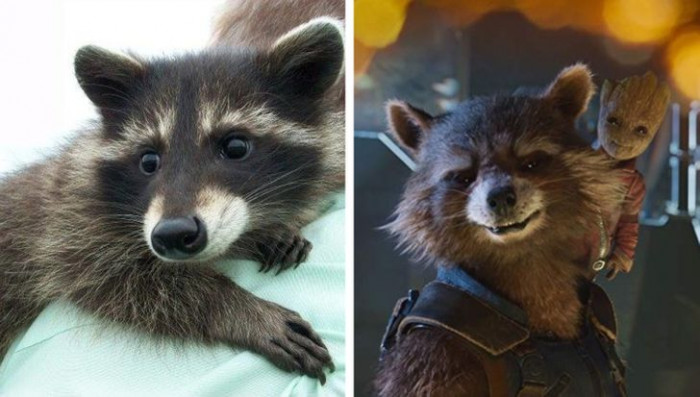 19. Oreo the Raccoon