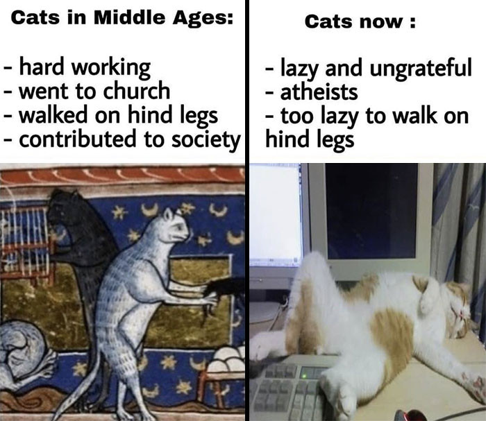 37. Cats in the Middle Ages and Cats Now