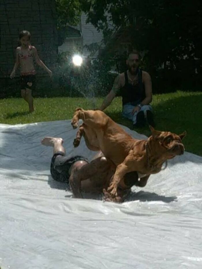 "My Friend's Dog Decided To Join The Fun Of A Slip And Slide, Instant Regret"