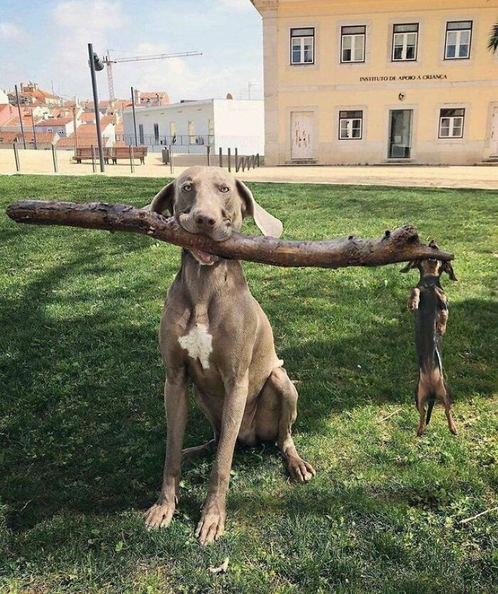 5. Dog with a dog on a stick