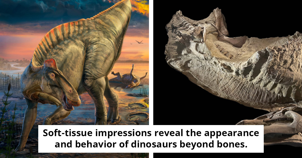 A Rare Dinosaur Mummy Unlocks Ancient Secrets