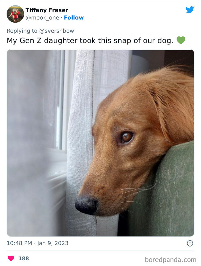 3. A beautiful snap of a dog