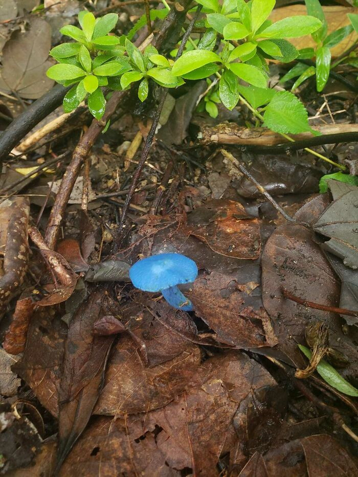 "I Came Across A Blue Mushroom"