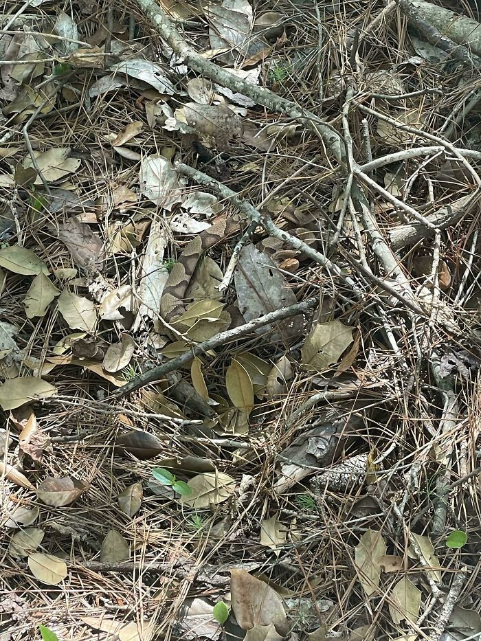 "Find the snake."
