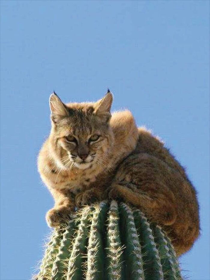 "This Is How Bobcats Protect Themselves From Predators And Sleep Safely"