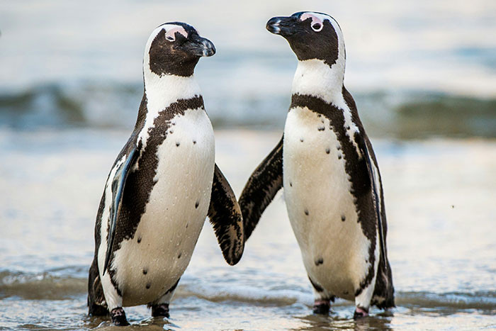 Male penguins roam the shore to find the perfect pebble, then place it before a female as a small, symbolic proposal.