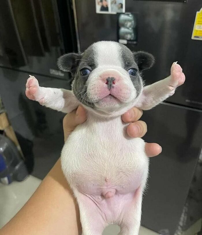 11. The smallest superhero pose ever