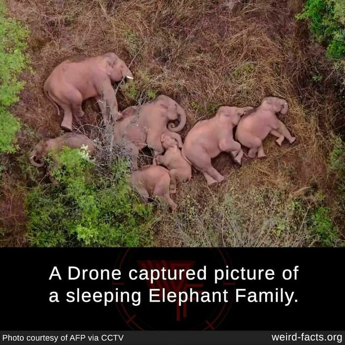 27. An elephant family was caught snoozing by a drone
