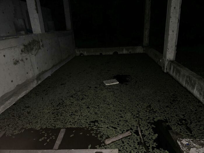 "Found A Still Water Pool In An Abandoned Water Park, Which Was Around 5 Ft Deep"