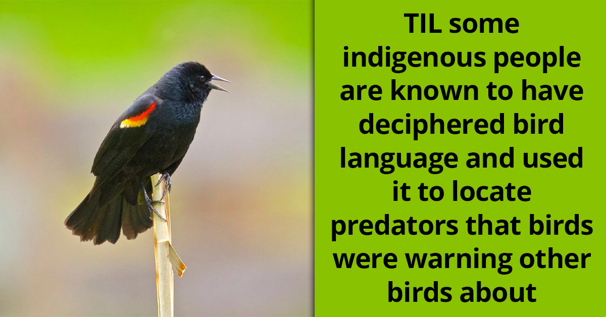Redditor Shares Newfound Knowledge About Humans Decoding Bird Language