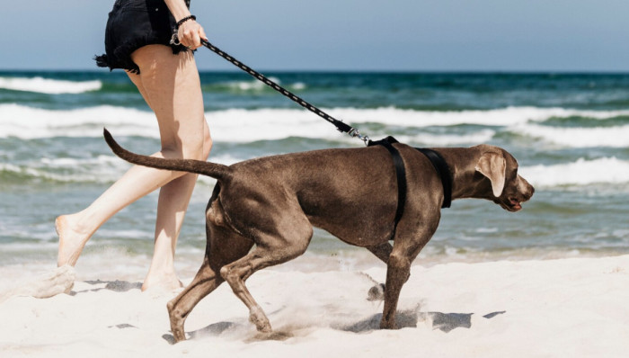 Beat the Heat: Hydration Tips for Pets