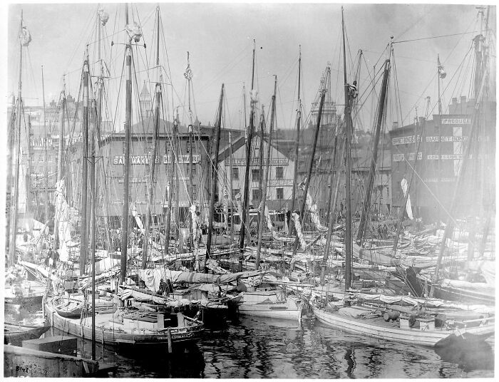 Oyster Fleet In Baltimore Harbor - Maryland (1885)