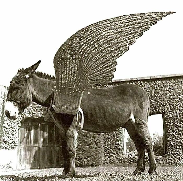 39. When your humble donkey aspires to soar like a Pegasus.