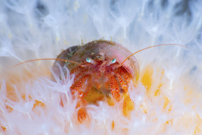 Scottish Wildlife Portrait, 1st Place: Hermit Crab Portrait By Malcolm Nimmo