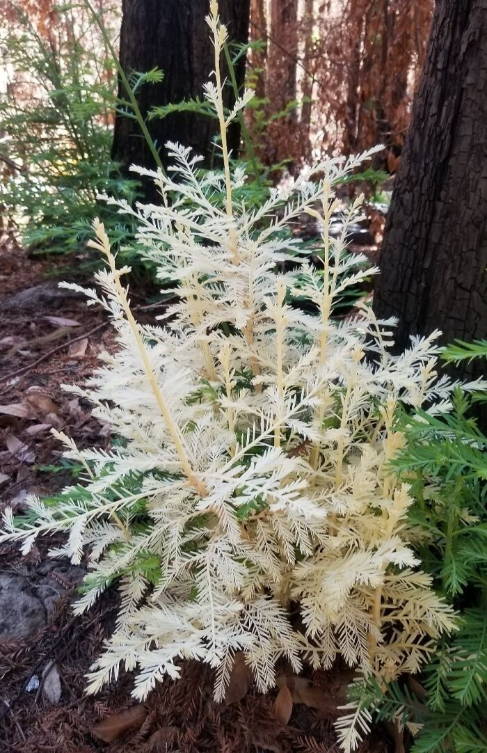 "An Albino Redwood Rises From The Ashes At Big Basin Redwoods State Park"
