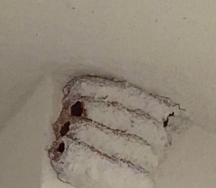 31. Just moved into a new build, and the landlord straight up painted over a couple of wasp nests in my closet