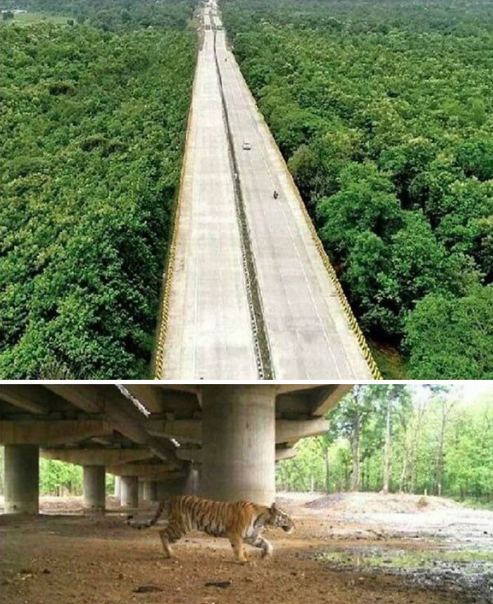 2. India Has Constructed A 16 Km Long Elevated Highway To Allow Wild Animals To Pass Underneath It