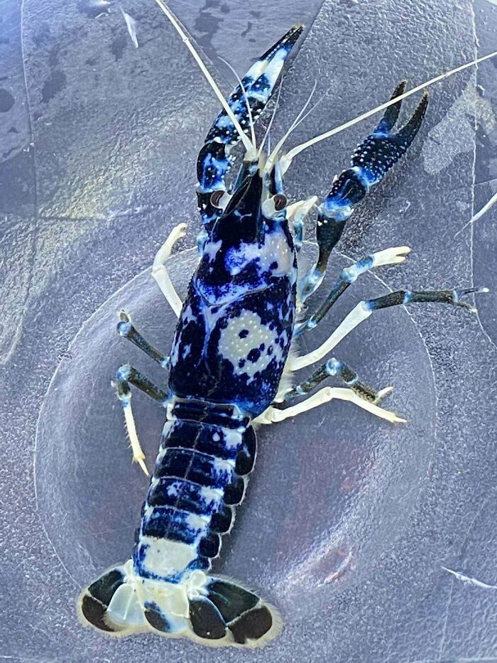 "Dark Blue Crayfish With White Speckled Spots In Thailand"