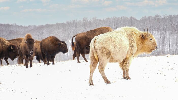 "A Beautiful And Rare White Bison Has Been Spotted In Missouri's Ozark Mountains"