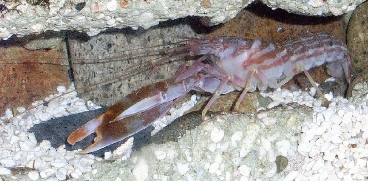 The 2-Inch Pistol Shrimp Fires a Bubble Hot Enough to Briefly Match the Sun