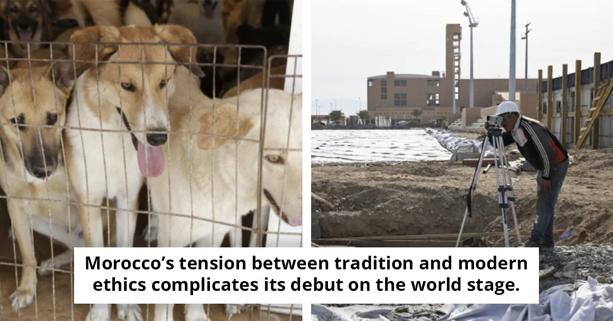 Activists raise urgent alarm, stating that three million dogs could face tragic fate ahead of the World Cup.