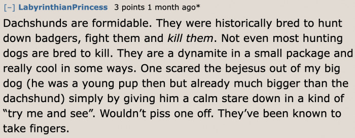 A brief history on Dachshunds