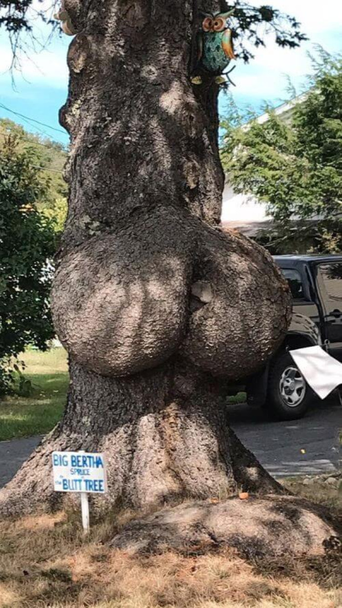 10. Have you seen a tree with a bum? Well, here you go