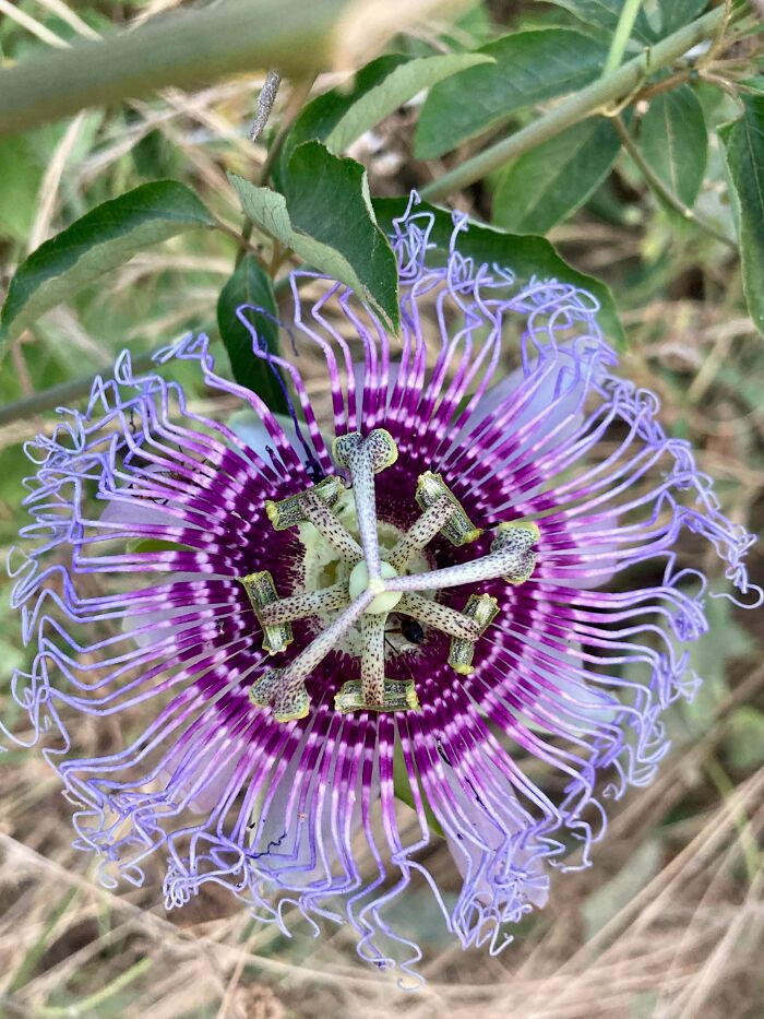 33. Found The Most Intricate Flower I’ve Ever Seen Today In A Regular Roadside Bush