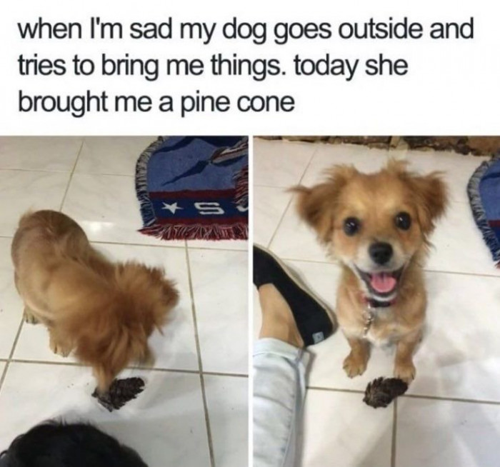 1. A pine cone a day keeps the sad-sad away.
