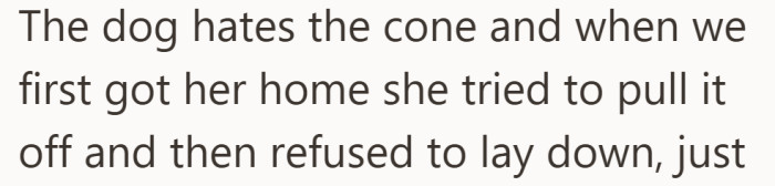 Seeing a pet struggle can make even clear rules feel negotiable.