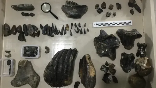 Researchers Uncovered Dozens of Bones from Various Species.