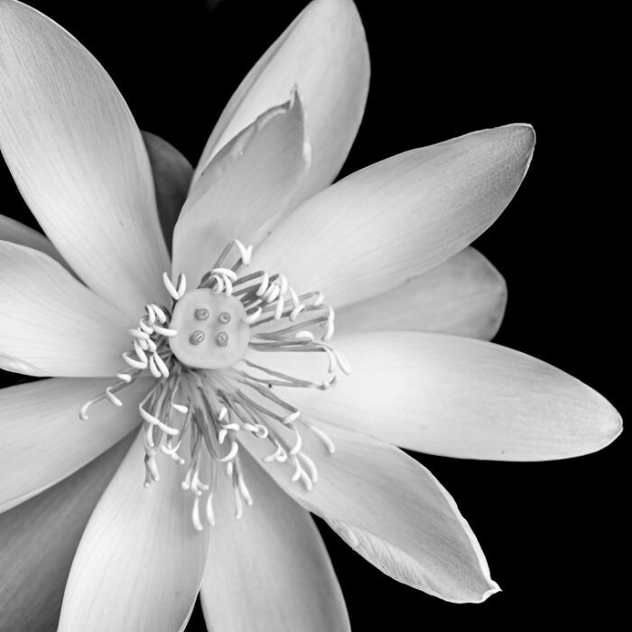 “Lotus Portrait” By Debbie Lucas