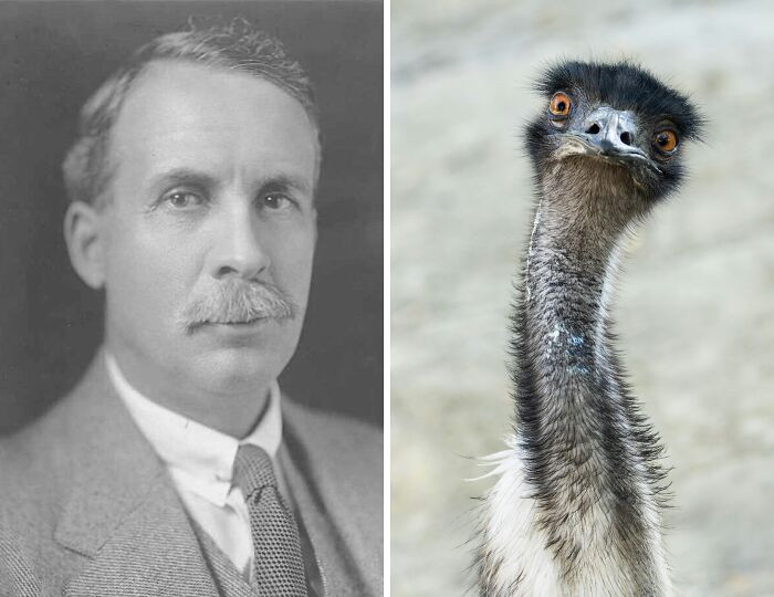 "The Great Emu War"