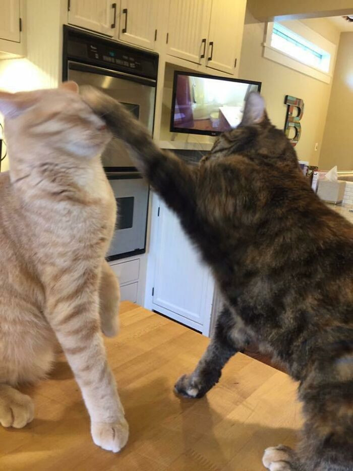 "My Parents' Cats Were Finally Being Nice To Each Other, But Things Quickly Changed When I Tried To Take A Picture"
