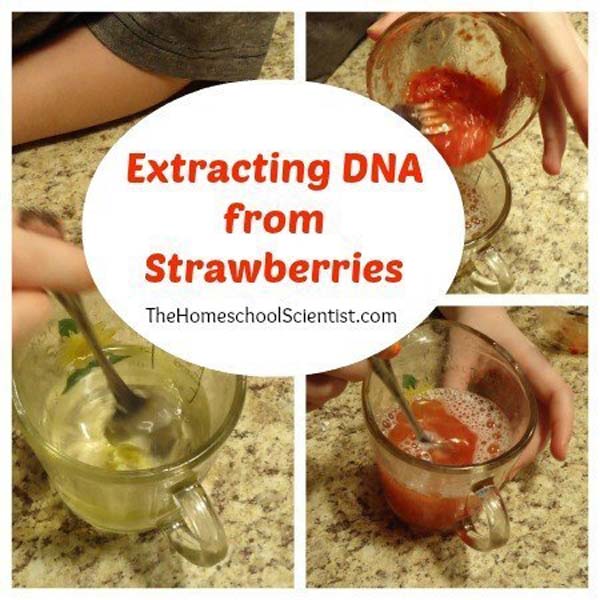 19. Extract DNA from strawberries as a fun experiment