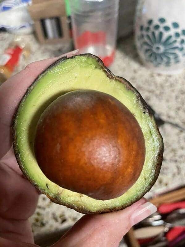 20. When your avocado pit is training to be a boulder – nature’s prankster strikes again.