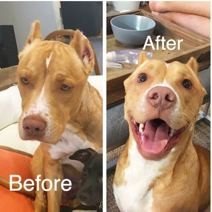 "No One Wanted To Adopt Him Because Of His Cropped Ears And "Scary" Looking Face"