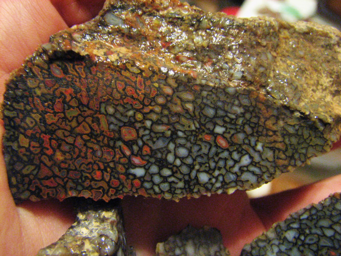 50. Within the dinosaur's bone.