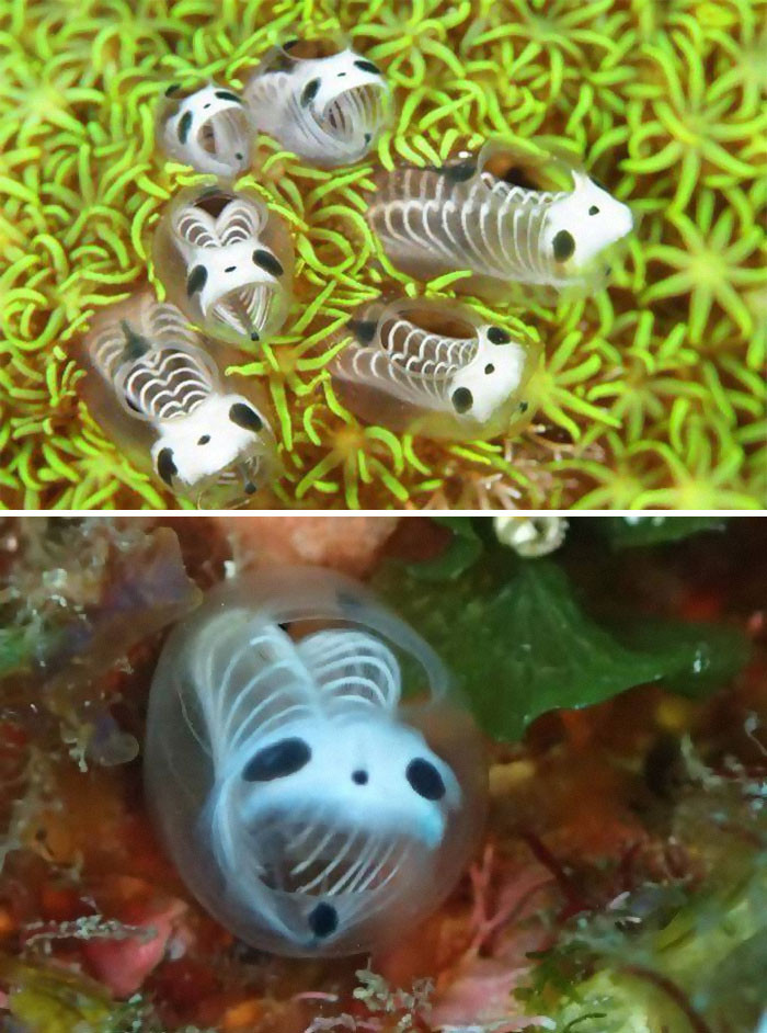 19. They might look like contract breakers from The Little Mermaid, but these are known as Skeleton Panda Sea Squirts or Ascidians.
