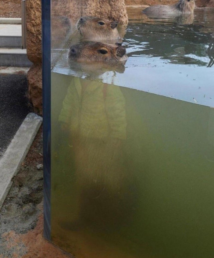 21. Capybara looks like it’s wearing clothes due to reflection